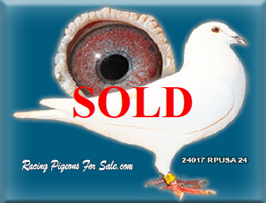 24017RPUSA24RPFSh