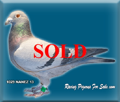 1029NANEZ13sm 1029NANEZ13sm