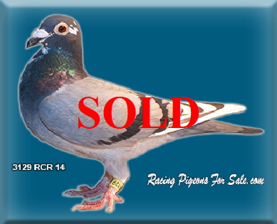 3129RCR14 3129RCR14